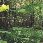 Waldbaden als Gesundheitstraining Das Forstmuseum Waldpavillon bietet ganzjährig Termine an