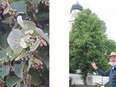 „Lindenblätter und Lindenblüten locken die Bienen an und erfreuen die Menschen” | Autor Prof. Dr. Frei: „Linden markieren das Umfeld der Pfarrkirche in Bergheim.” Foto: Gunnar Olms