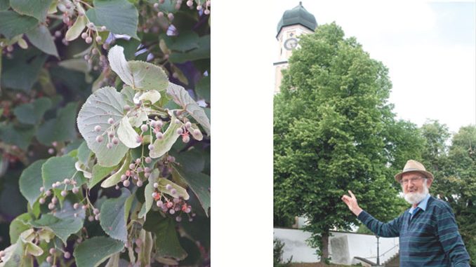 „Lindenblätter und Lindenblüten locken die Bienen an und erfreuen die Menschen” | Autor Prof. Dr. Frei: „Linden markieren das Umfeld der Pfarrkirche in Bergheim.” Foto: Gunnar Olms